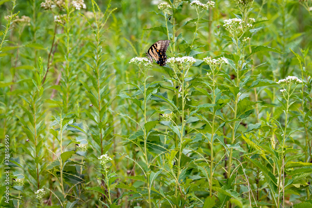 Yellow Swallowtail Butterfly feeding on Queen Anne's Lace at park in Acworth Georgia.