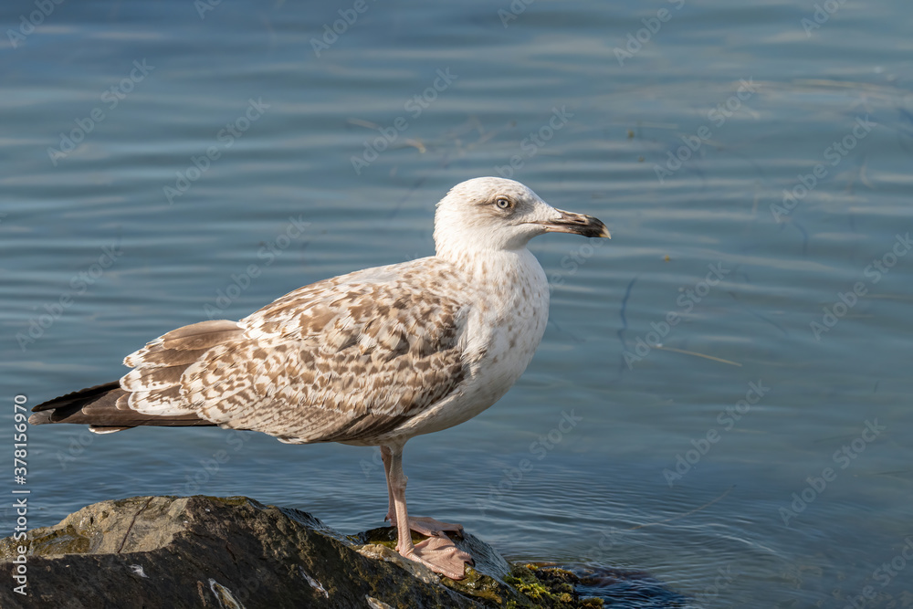 Detailed portrait of Juvenile Yellow-legged gull (larus michahellis) Detailed portrait of Juvenile Yellow-legged gull (larus michahellis)