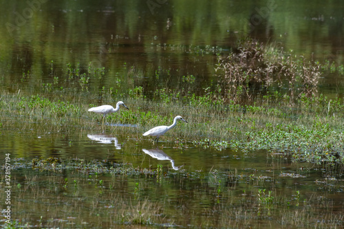 Great White Egret with refection fishing at Lake Acworth in Georgia.