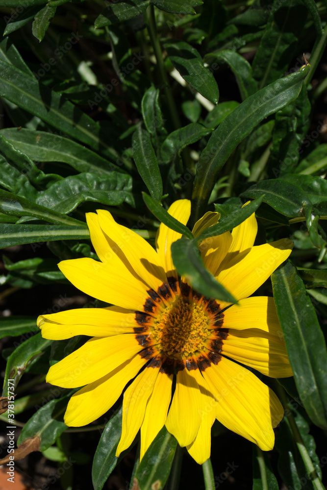 Bright flowers of Gazania in garden during flowering. Garden photo