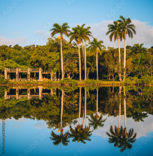 palm trees on the lake reflections 