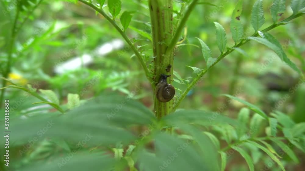 Snail on the marigold tree. Snail on the marigold tree.