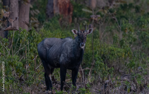 Blue bull in the jungle of Rajaji National Park.