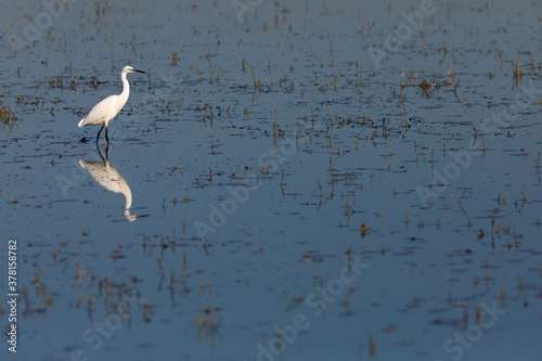 Garceta común (Egretta garzetta) reflejada pescando en el Parc Natural dels Aiguamolls de l'Empordà (Parque Natural de los Aiguamolls del Empordá) Castelló d'Empúries, Girona, Catalunya