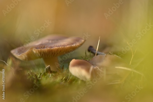 Mushrooms in the grass between moss in sunlight