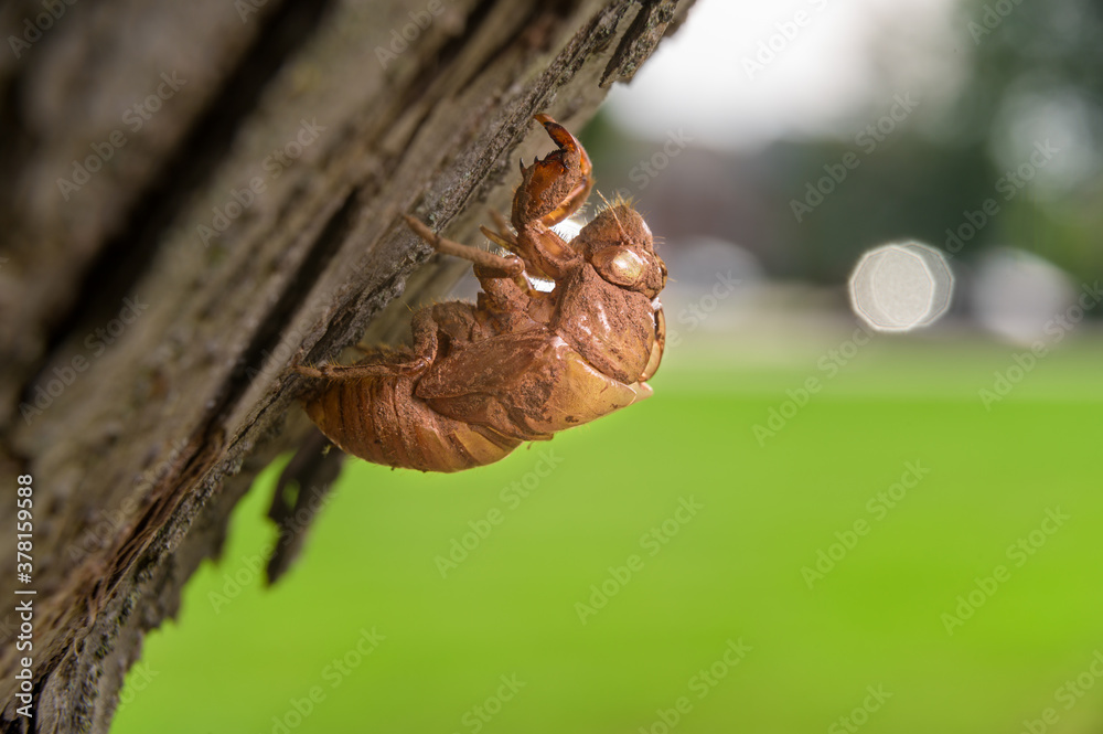 Discarded cicada shell left empty on tree bark, in Pennsylvania, PA, USA Discarded cicada shell left empty on tree bark, in Pennsylvania, PA, USA