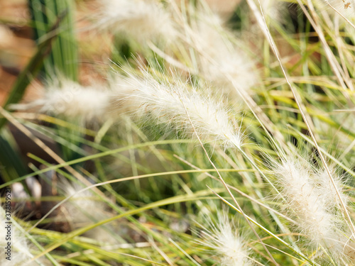  Pennisetum alopecuroides  Tiges dress  es aux longues feuilles touffues et retombantes d herbe aux   couvillons portant des   pillets soyeux