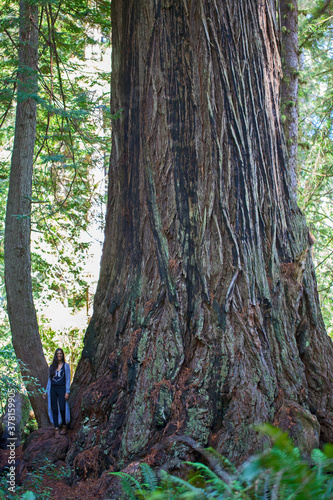 Mammutbaum mit Frau im Nationalpark