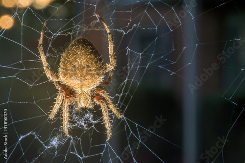 Closeup of a common garden spider sitting in her net in Pennsylvania, PA, USA