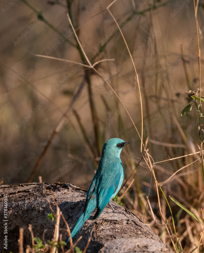 Obraz premium Verditer Flycatcher (Eumyias thalassinus) bird perched on tree.