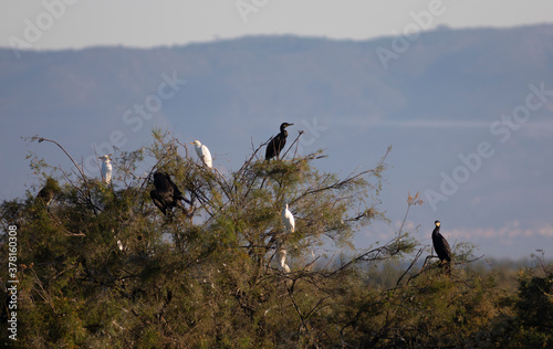 Cormoranes grandes (Phalacrocorax carbo) y garcillas bueyeras (bubulcus ibis) en el Parc Natural dels Aiguamolls de l'Empordà (Parque Natural de los Aiguamolls del Empordá)