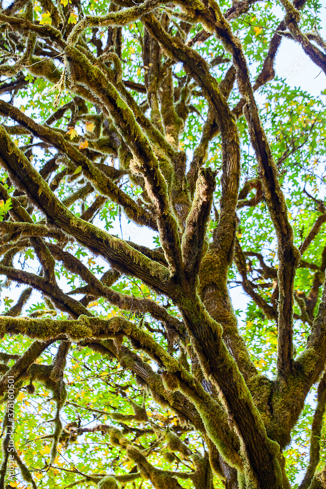 Fototapeta premium tree branches covered with moss