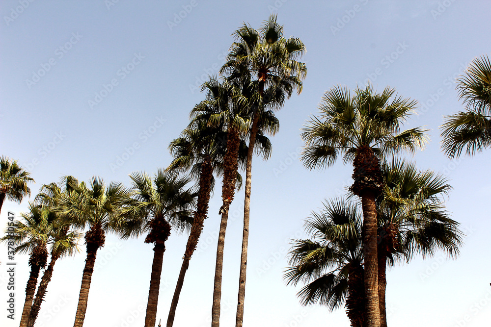 Obraz premium Plam Trees Against the Sky