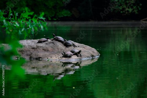 turtles in the water © Gutemberg&Jay