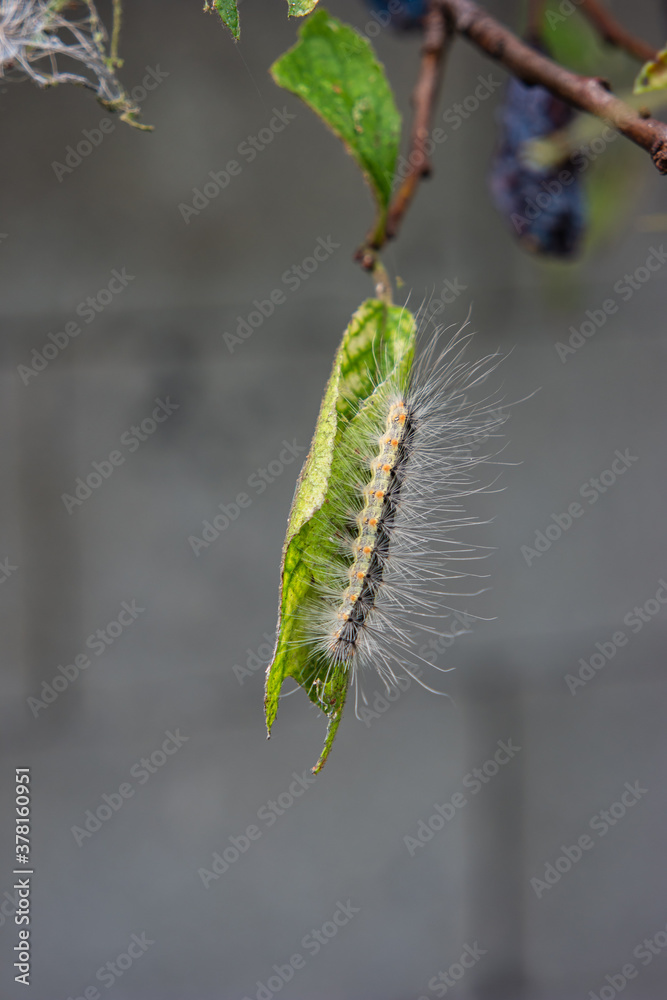 Severe caterpillar infestation on a plum tree close up shot