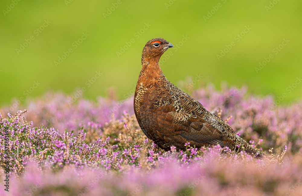 Red Grouse (Scientific name: Lagopus Lagopus Scotica), Close up of a male Red Grouse in purple heather with head turned to the right. Clean, Green background, horizontal. Space for copy. Red Grouse (Scientific name: Lagopus Lagopus Scotica), Close up of a male Red Grouse in purple heather with head turned to the right. Clean, Green background, horizontal. Space for copy.
