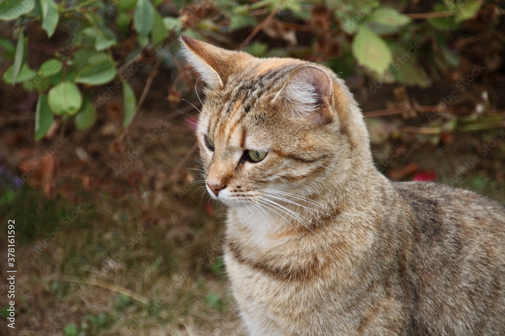 Portrait einer jungen Katze