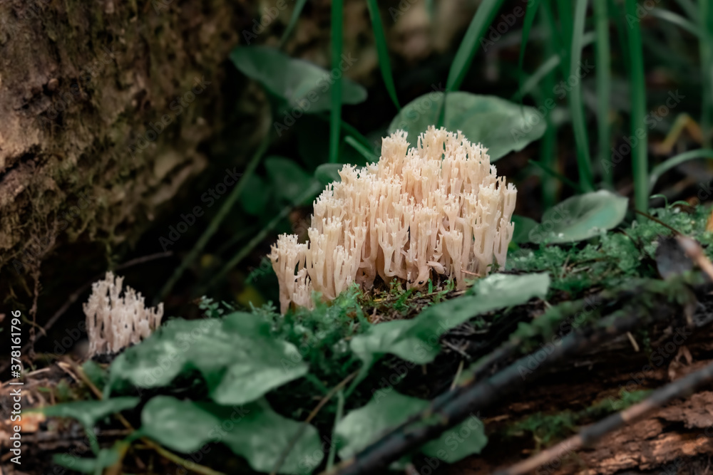 Mushroom ramaria (horned) in the form of corals on a fallen tree. Mushrooms close-up. nature background. forest.