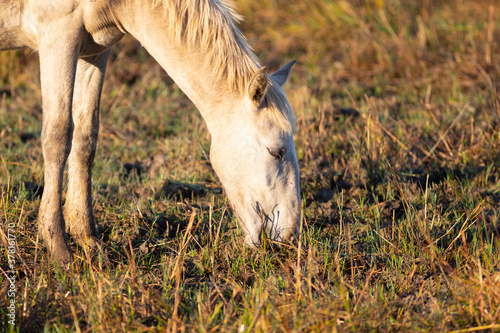 Potro camargués (Equus ferus caballus) pastando al amanecer en el Parc Natural dels Aiguamolls de l'Empordà (Parque Natural de los Aiguamolls del Empordá) Castelló d'Empúries, Girona, Catalunya photo