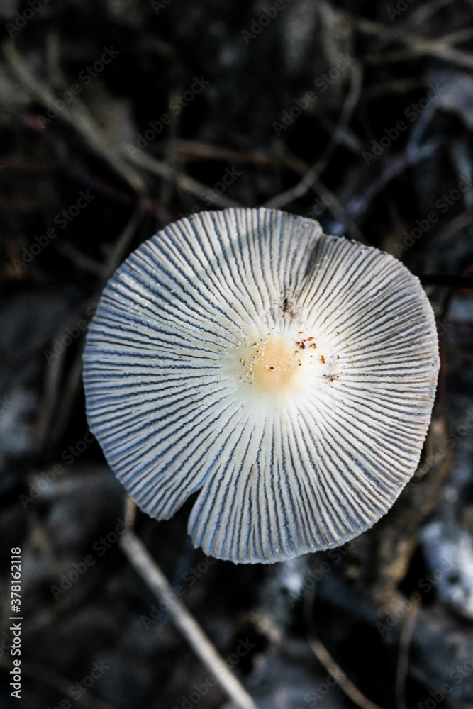 Wild Coprinus fungus also known as a shaggy mane mushroom hidden in the autumn forest foliage. Wild Coprinus fungus also known as a shaggy mane mushroom hidden in the autumn forest foliage.