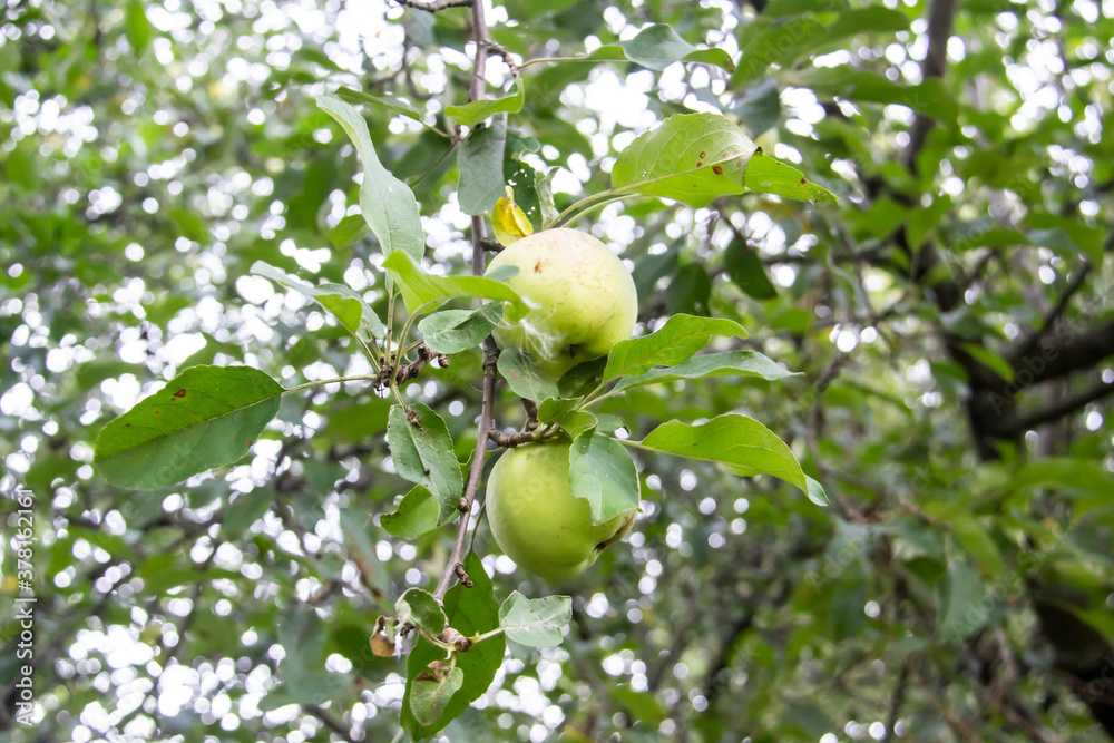 Two green apples grow on apple tree branch with leaves under the sunlight. Green apples on the tree in nature in the village