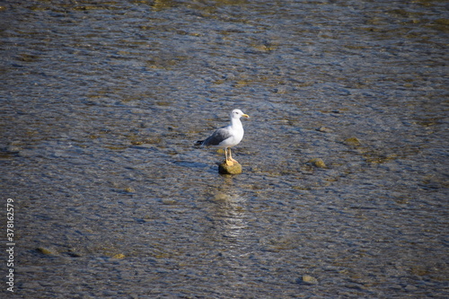 Möwe im Rhein photo