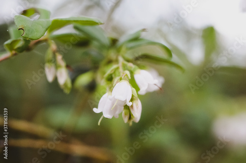 White blueberry buds on a bush. Blueberry bud twig. White flowers. Summertime. Macro perspective.