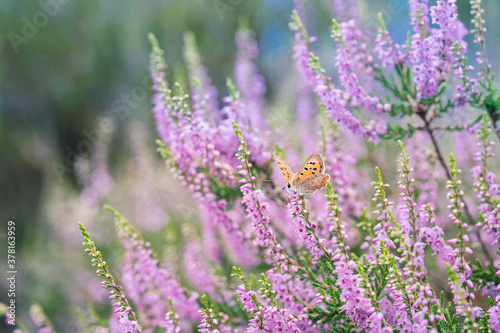 The female heather blue (Plebeius argus) butterfly on flowering pink heather