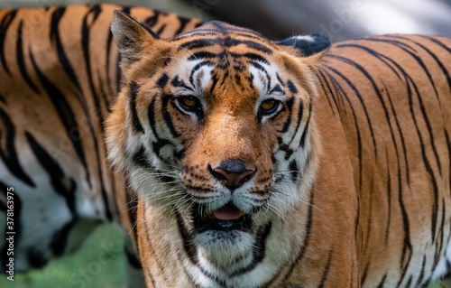 Indian Bengal Tiger  Panthera tigris  in natural habitat shot in the Jungles of Karnataka  India