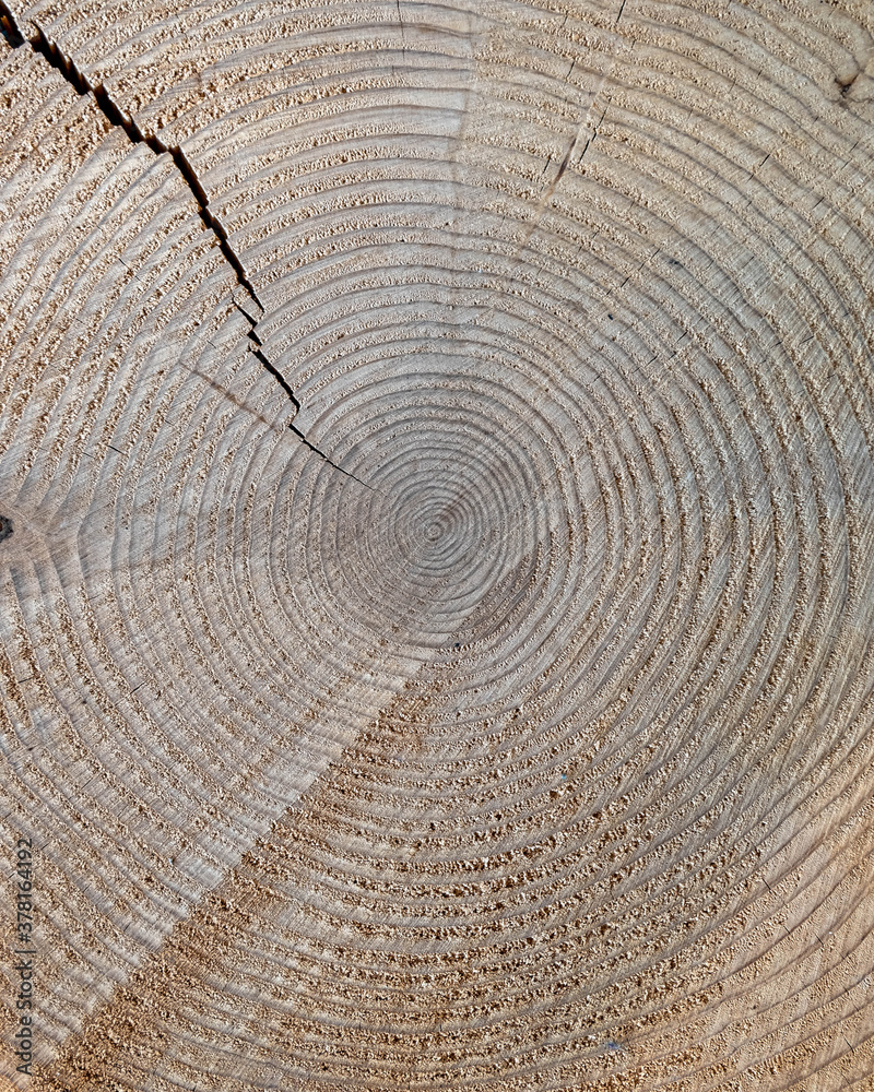 Fototapeta premium tree trunk cut top view closeup, natural pattern background