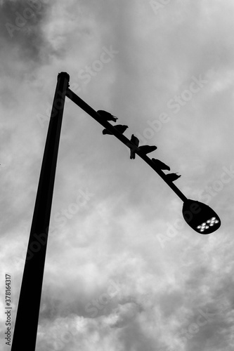 birds on a light post in manhattan new york