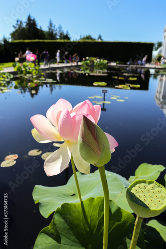 water lily in new york botanical garden Bronx