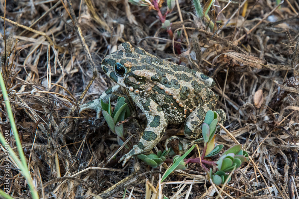 Frosch in der Wildnis Frosch in der Wildnis