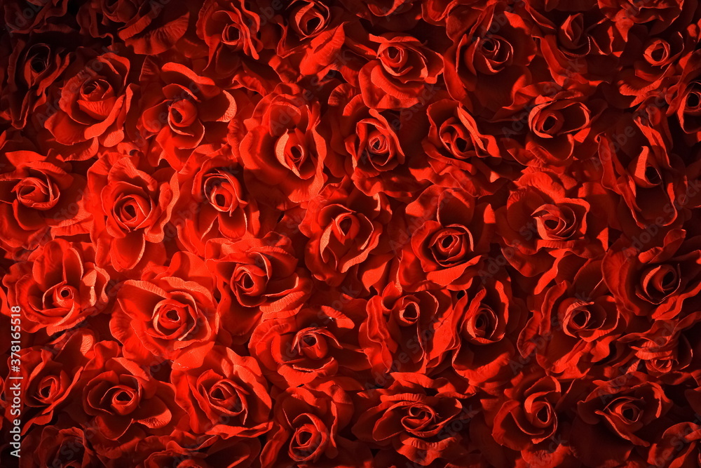red roses texture seen from above