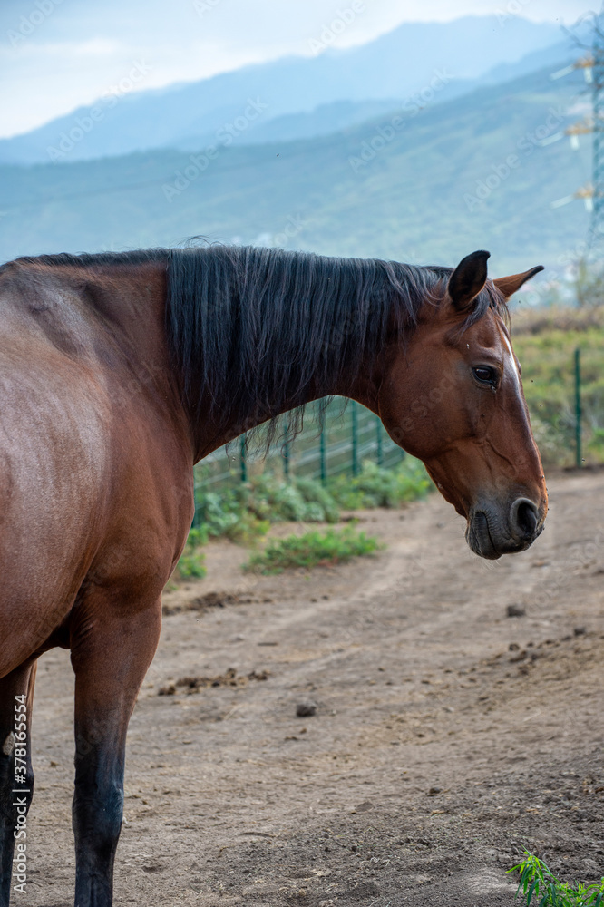 Obraz premium horse on the farm