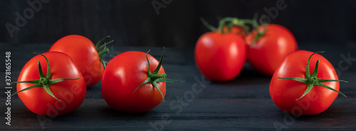 Panorama red tomatoes on a green branch