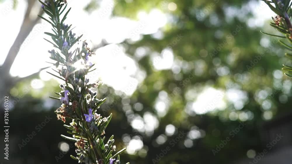 Sun flare through leaves of rosemary Sun flare through leaves of rosemary