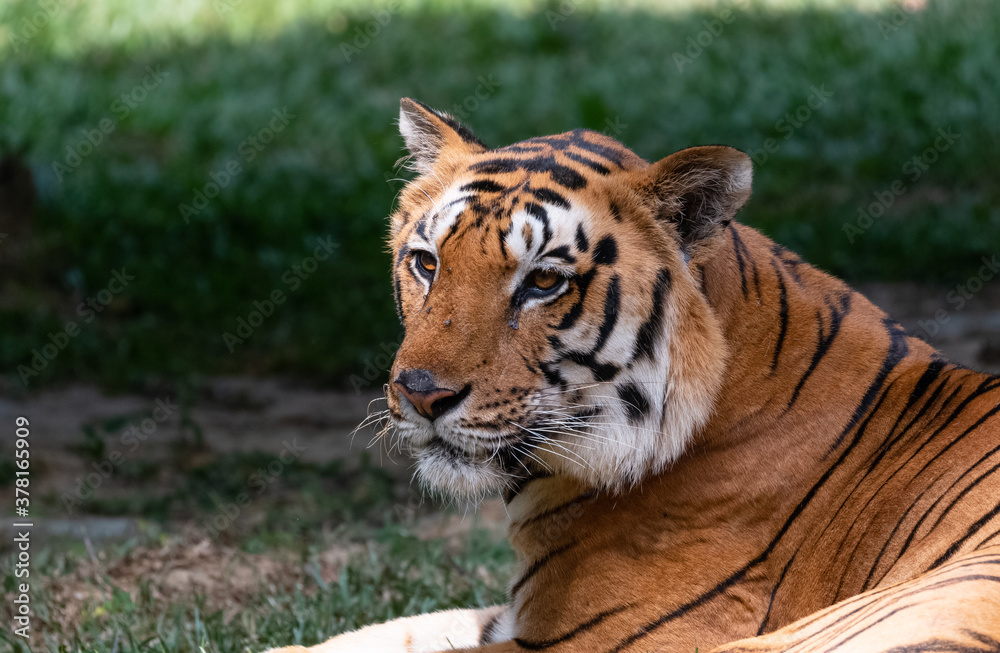 Indian Bengal Tiger (Panthera tigris) in natural habitat shot in the Jungles of Karnataka, India Indian Bengal Tiger (Panthera tigris) in natural habitat shot in the Jungles of Karnataka, India