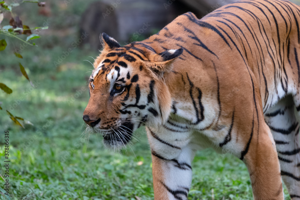 Indian Bengal Tiger (Panthera tigris) in natural habitat shot in the Jungles of Karnataka, India Indian Bengal Tiger (Panthera tigris) in natural habitat shot in the Jungles of Karnataka, India