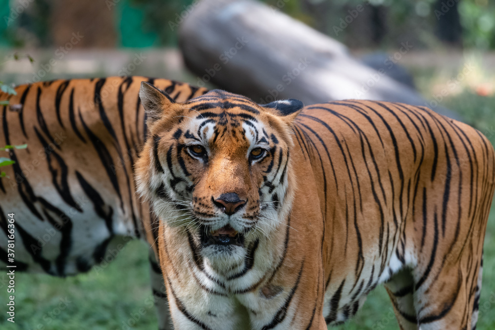Obraz premium Indian Bengal Tiger (Panthera tigris) in natural habitat shot in the Jungles of Karnataka, India