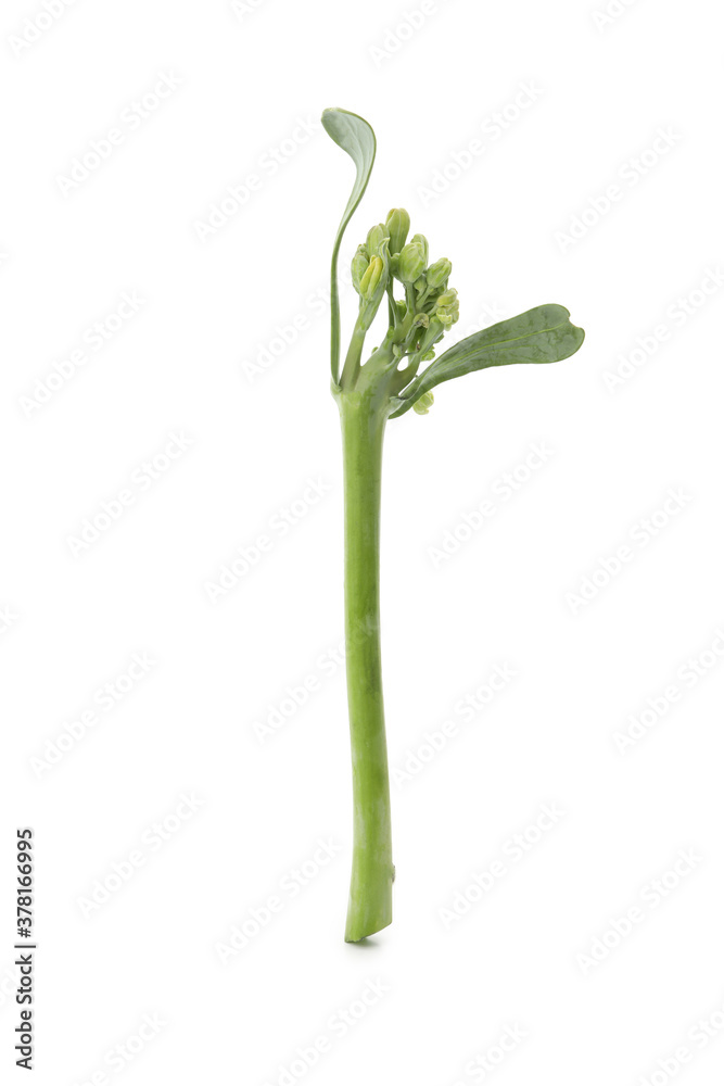 Fresh green broccolini isolated on white background Fresh green broccolini isolated on white background