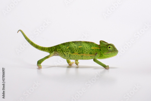 Curious baby chameleon (Yemeni cone-head chameleon) on a white background