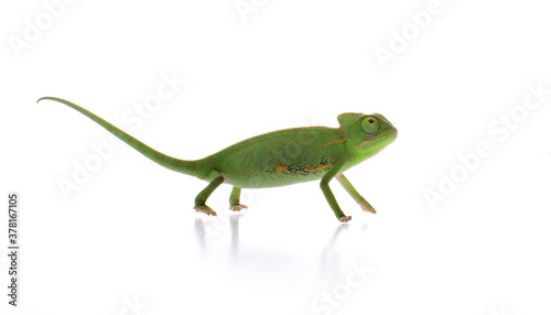 Curious baby chameleon (Yemeni cone-head chameleon) on a white background