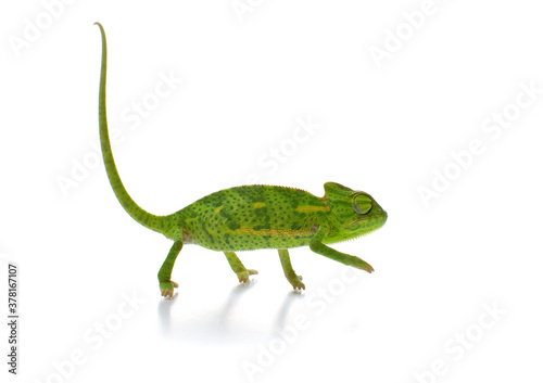Curious baby chameleon  Yemeni cone-head chameleon  on a white background