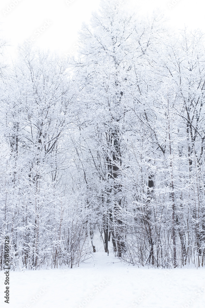 Obraz premium Season and nature concept - Winter park in snow