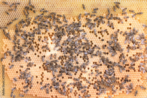Honey bees on golden honeycomb background