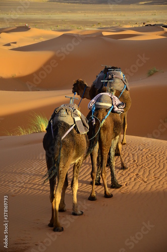 camels in desert