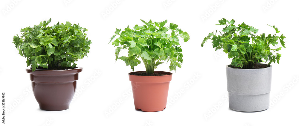 Set with potted parsley plants on white background. Banner design
