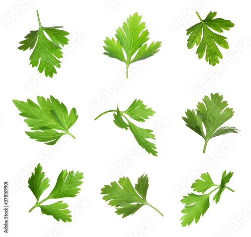 Set with green parsley leaves on white background