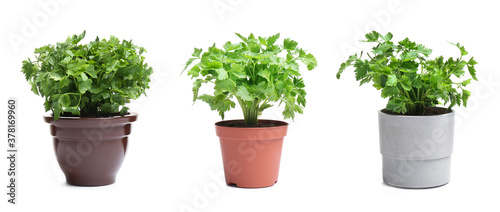 Set with potted parsley plants on white background. Banner design